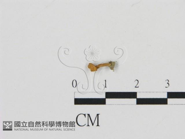 濕傘屬藏品圖，第3張