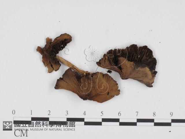 登錄號:F0024268藏品圖，第3張