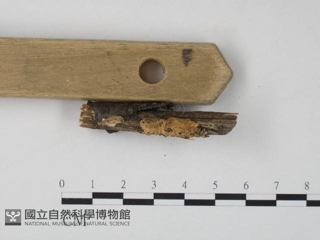 栓菌屬藏品圖，第3張