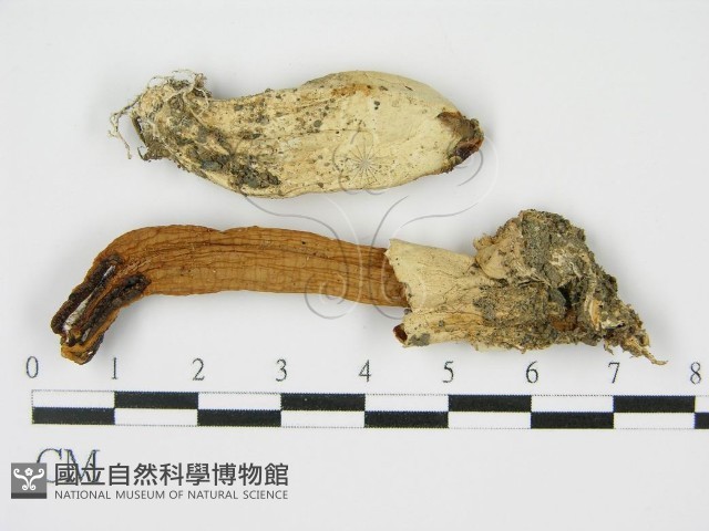 登錄號:F0014268藏品圖，第3張