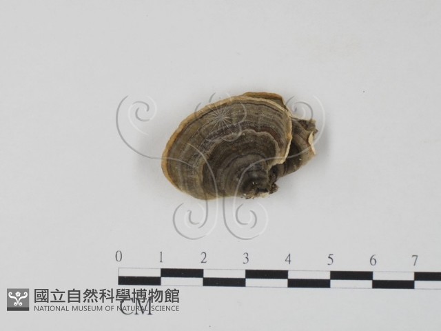 雲芝藏品圖，第3張