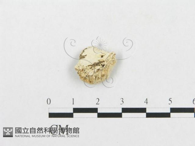 登錄號:F0007268藏品圖，第3張