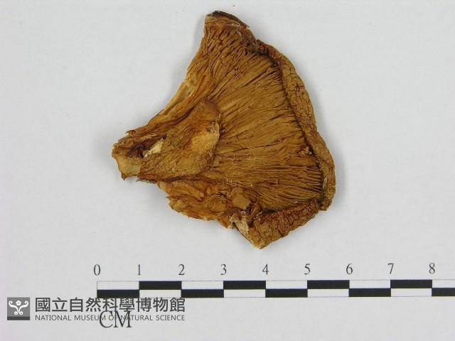 登錄號:F0017268藏品圖，第3張