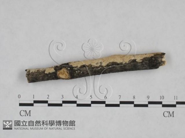 登錄號:F0025268藏品圖，第3張