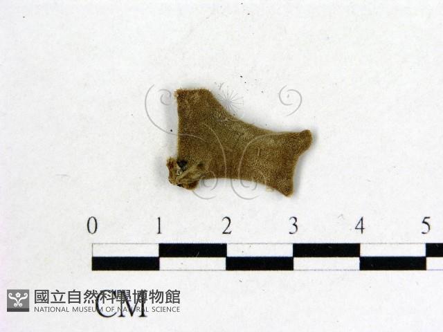 毛木耳藏品圖，第3張