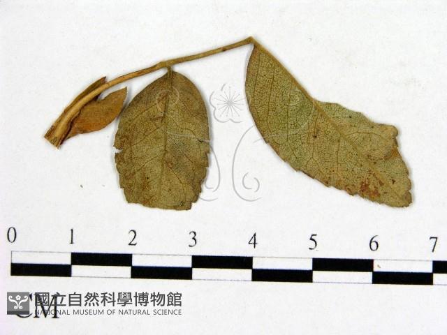 登錄號:F0019268藏品圖，第3張