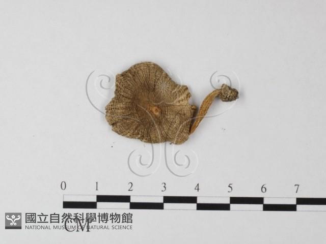 登錄號:F0013268藏品圖，第3張