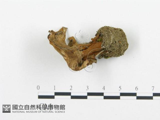 登錄號:F0018868藏品圖，第1張