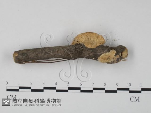 栓菌屬藏品圖，第3張