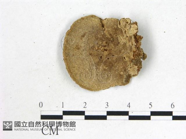 登錄號:F0010868藏品圖，第3張