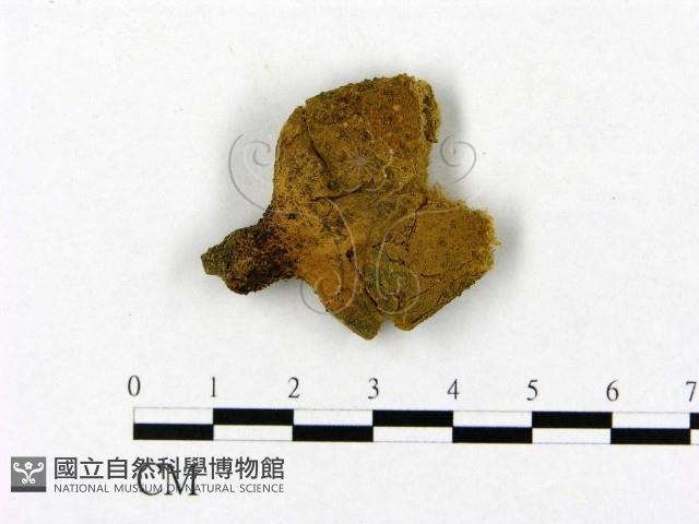 登錄號:F0021868藏品圖，第3張
