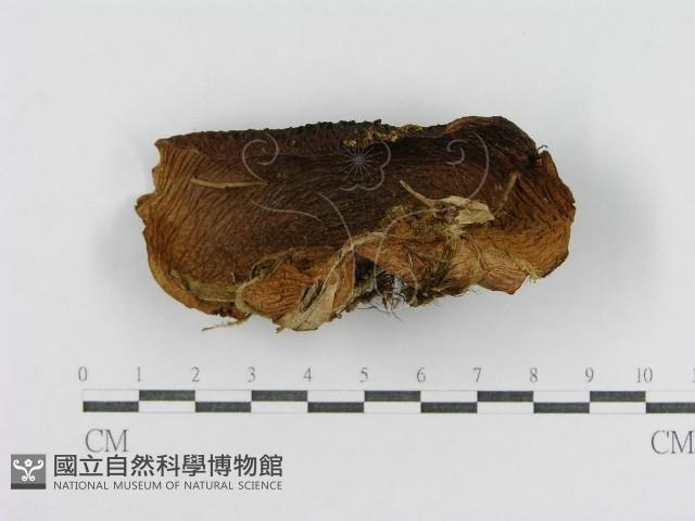 登錄號:F0004868藏品圖，第4張