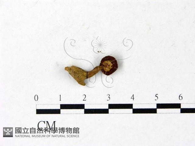 登錄號:F0022868藏品圖，第3張