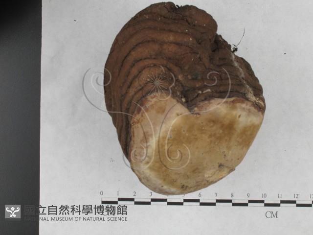 靈芝屬藏品圖，第3張