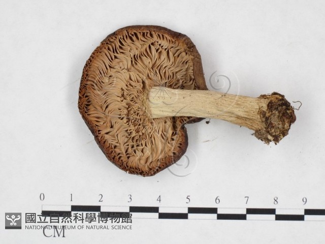 登錄號:F0025868藏品圖，第3張