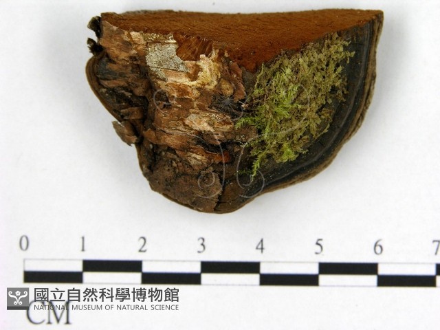 登錄號:F0005868藏品圖，第3張