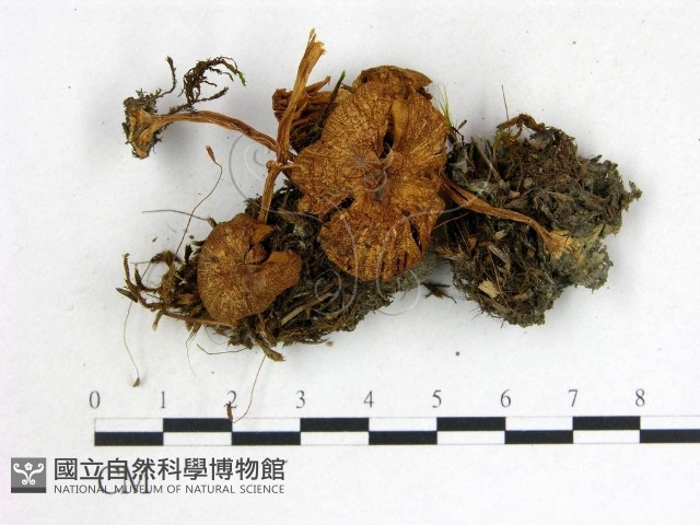 登錄號:F0015868藏品圖，第3張