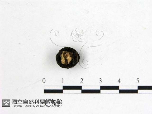 登錄號:F0009868藏品圖，第3張