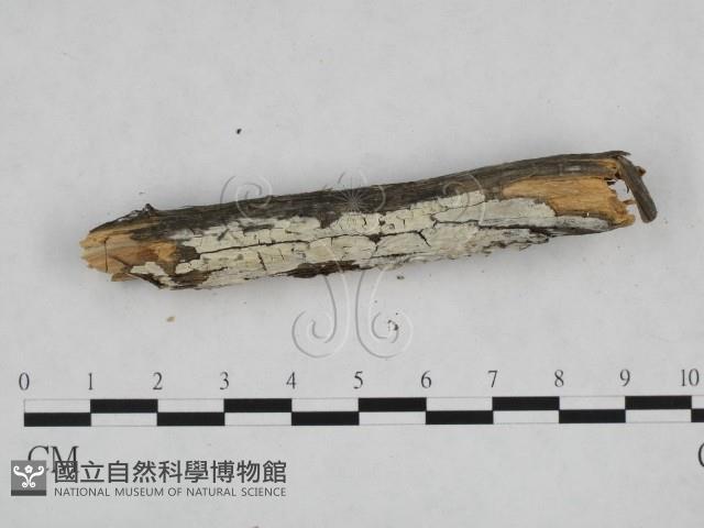 登錄號:F0023868藏品圖，第3張