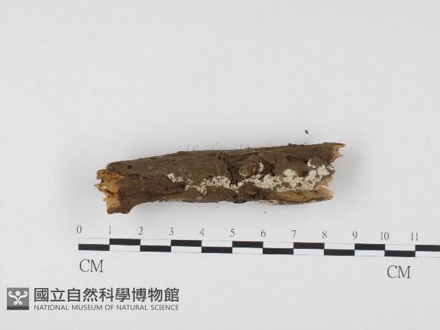 冇骨消絲齒菌藏品圖，第3張