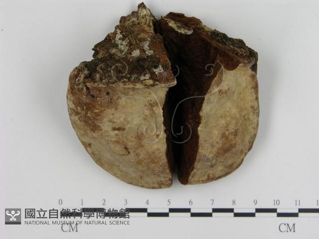 登錄號:F0008968藏品圖，第3張