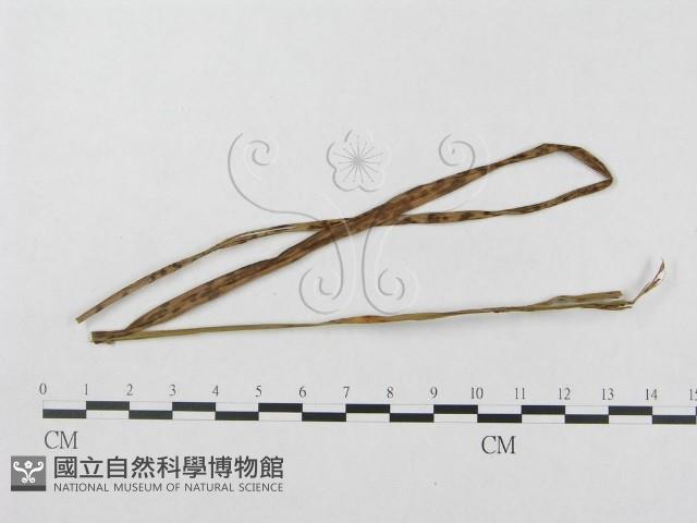 登錄號:F0018968藏品圖，第1張