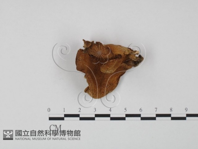 多孔菌屬藏品圖，第3張