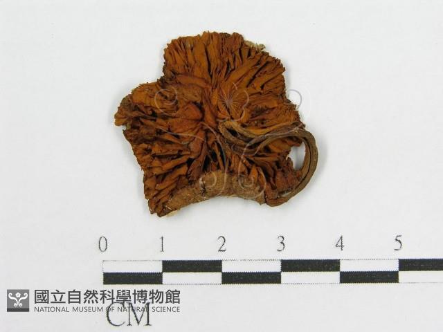 登錄號:F0010968藏品圖，第3張
