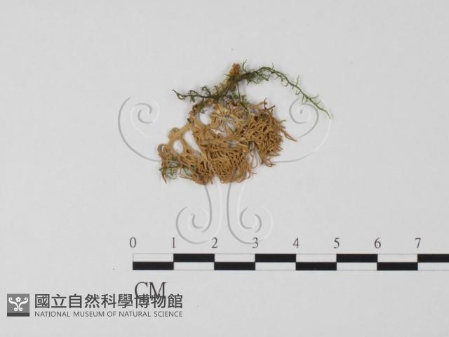 登錄號:F0016968藏品圖，第3張