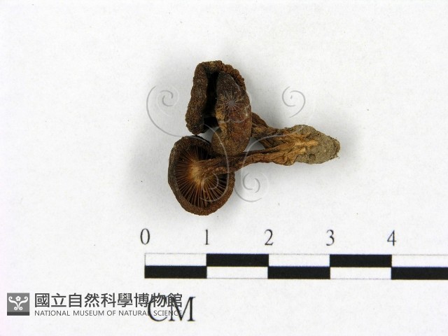 登錄號:F0021968藏品圖，第3張