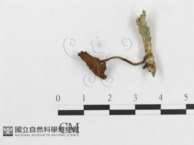登錄號:F0004968藏品圖，第3張