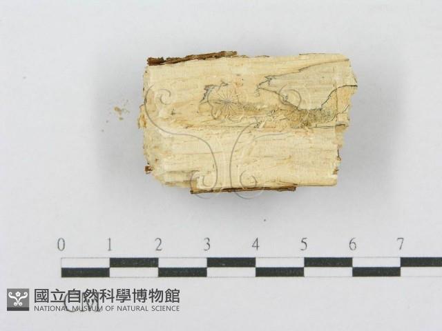 射脈菌屬藏品圖，第3張