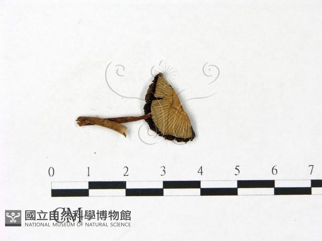 鬼傘屬藏品圖，第3張