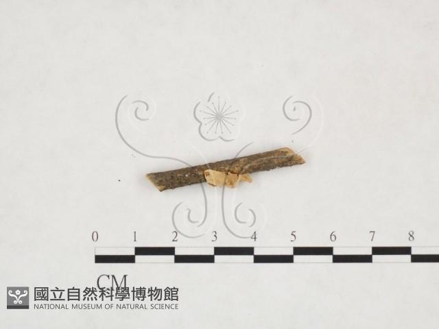 登錄號:F0025968藏品圖，第3張