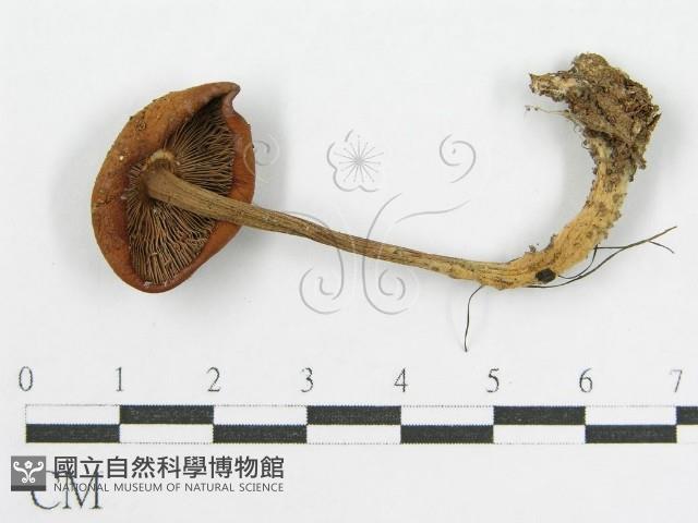 登錄號:F0015968藏品圖，第3張