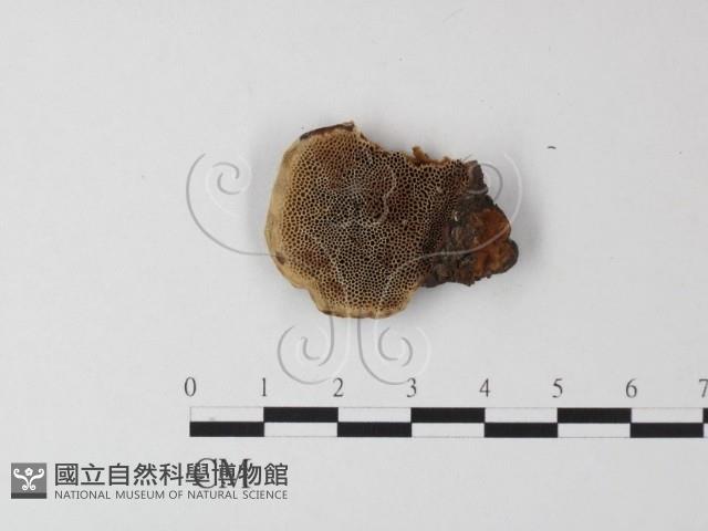 蜂窩菌屬藏品圖，第3張