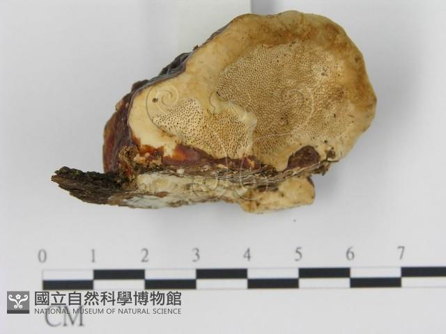 松生擬層孔菌藏品圖，第1張