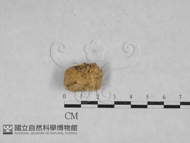 硬孔菌屬藏品圖，第3張