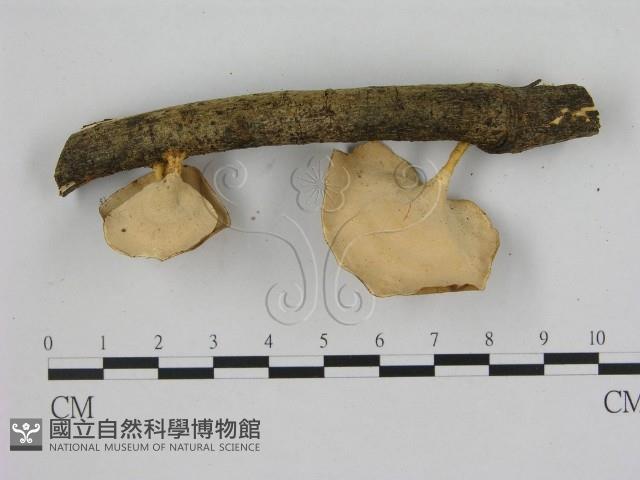 小孔菌屬藏品圖，第3張