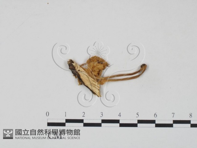 登錄號:F0010668藏品圖，第3張