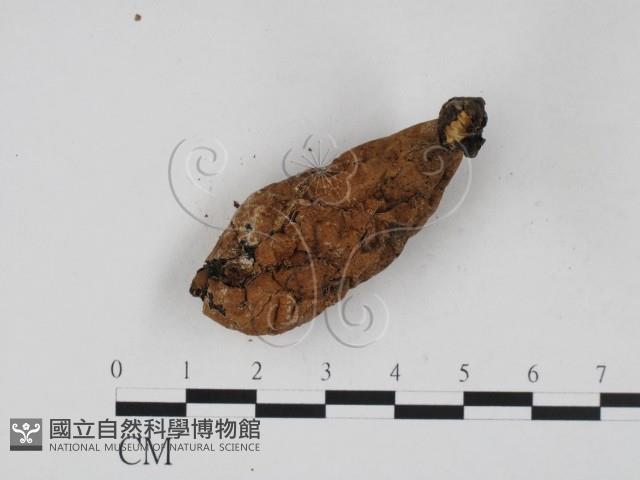 炭角菌屬藏品圖，第3張