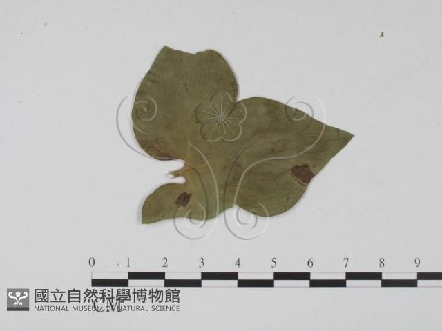 登錄號:F0011668藏品圖，第3張