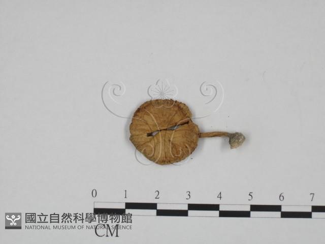 登錄號:F0024668藏品圖，第3張