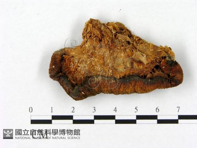 登錄號:F0004668藏品圖，第3張