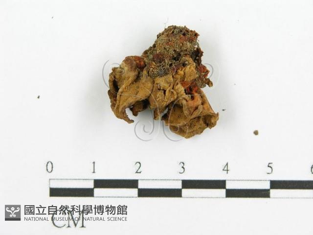 登錄號:F0012668藏品圖，第3張