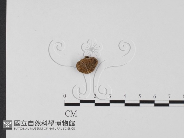 登錄號:F0025668藏品圖，第3張