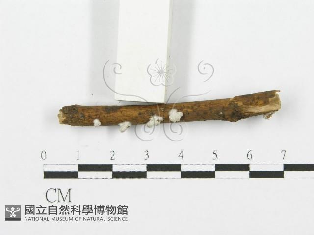 裂褶菌藏品圖，第3張