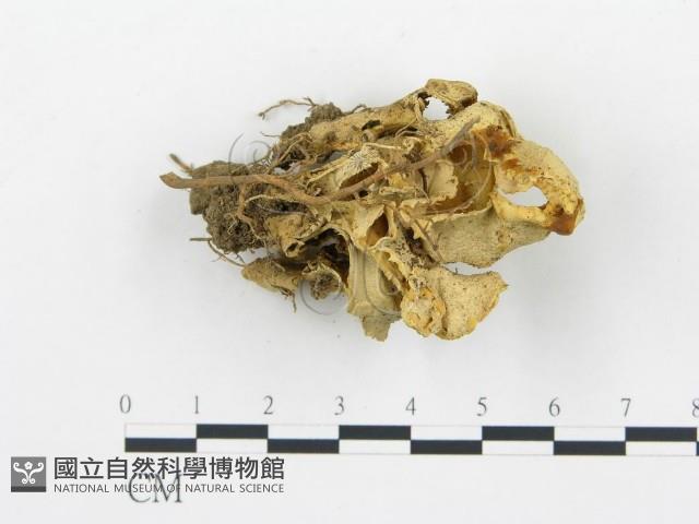 登錄號:F0015668藏品圖，第3張