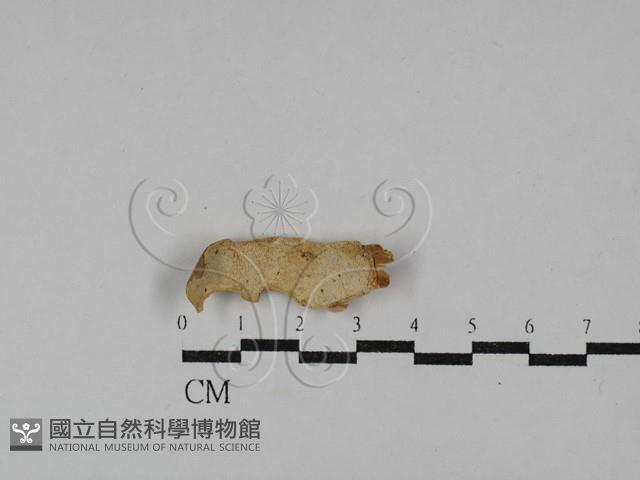 射脈菌屬藏品圖，第3張