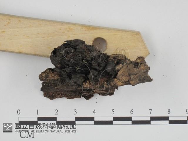 登錄號:F0013668藏品圖，第3張